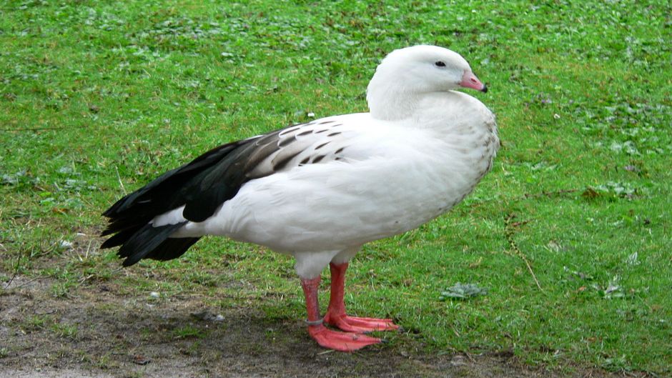 Andean Goose, Guia de Fauna. RutaChile.   - CHILE