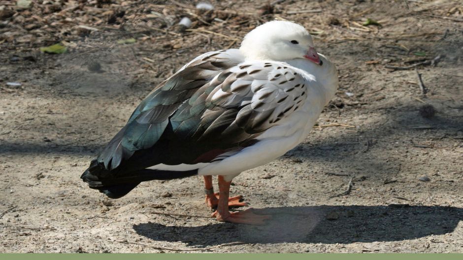 Andean Goose, Guia de Fauna. RutaChile.   - 