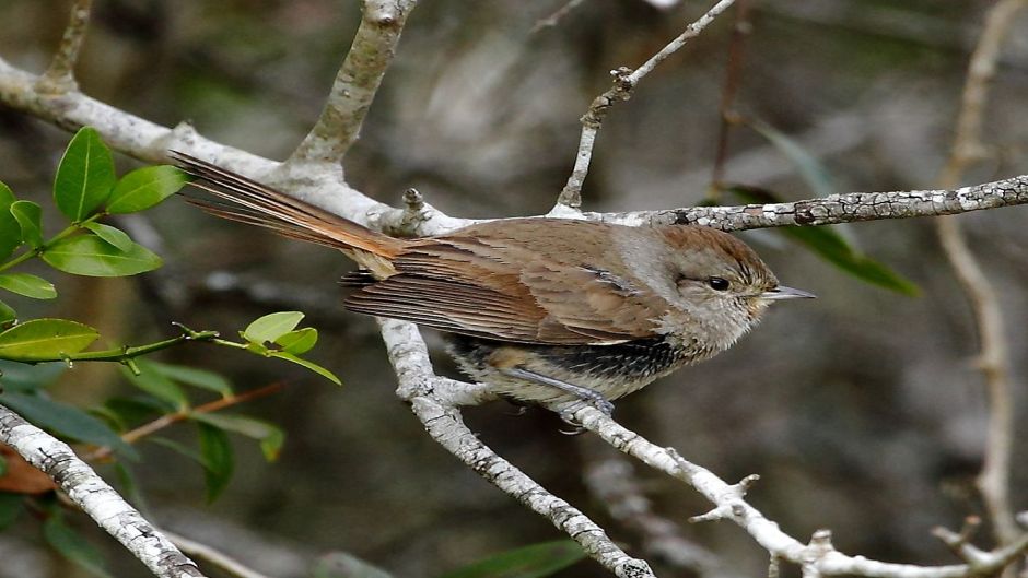 Canastero, Guia de Fauna. RutaChile.   - CHILE