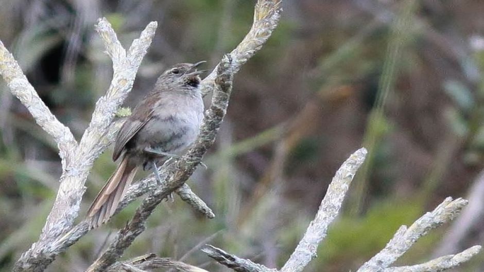 Canastero, Guia de Fauna. RutaChile.   - 