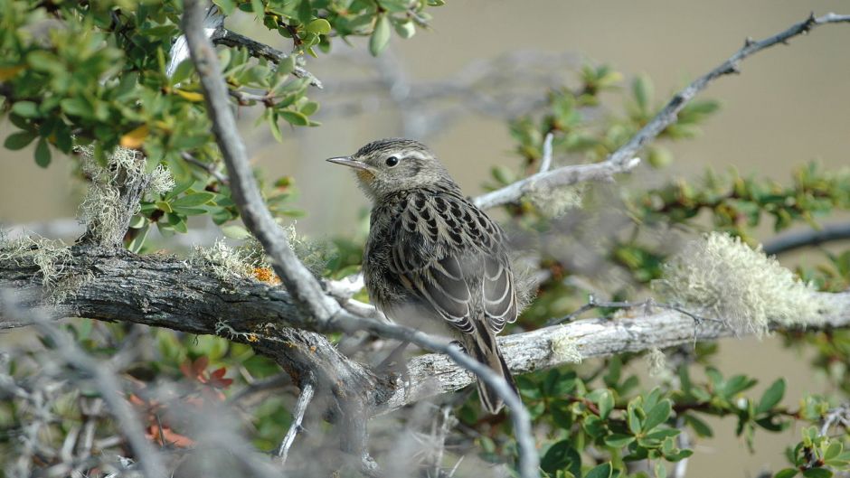 Canastero, Guia de Fauna. RutaChile.   - CHILE