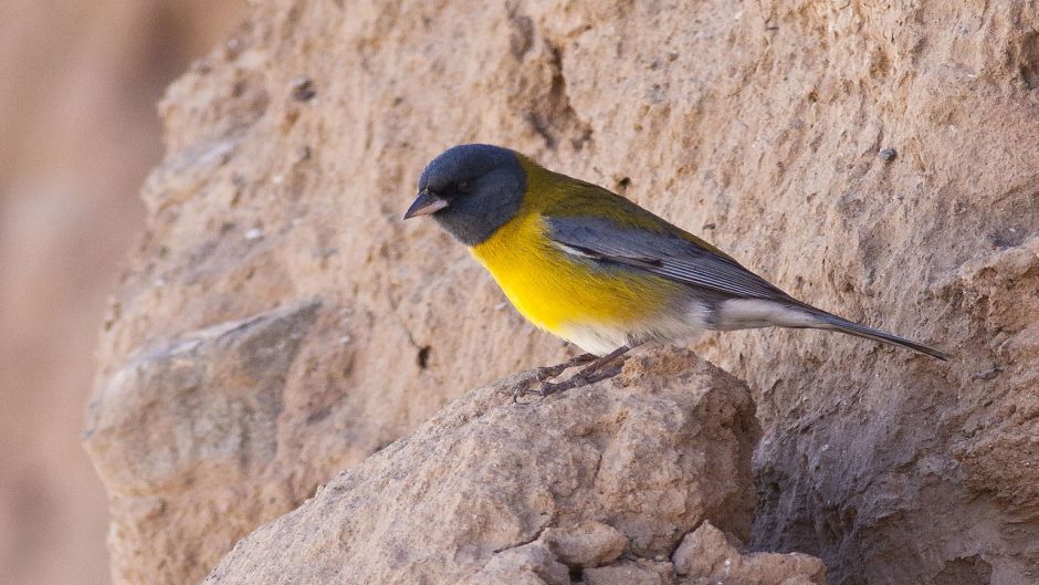 Grey-hooded, Guia de Fauna. RutaChile.   - 