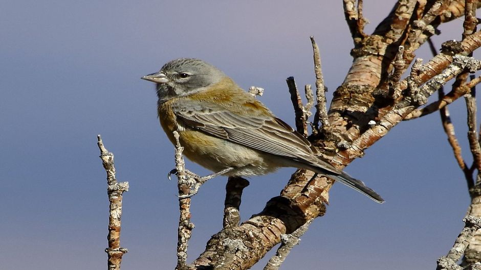 Grey-hooded, Guia de Fauna. RutaChile.   - 