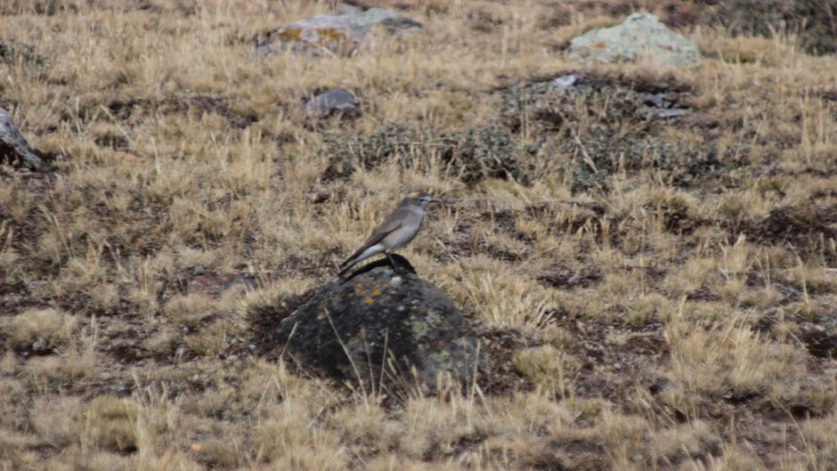 Friar Dormilona, Guia de Fauna. RutaChile.   - BOLIVIA