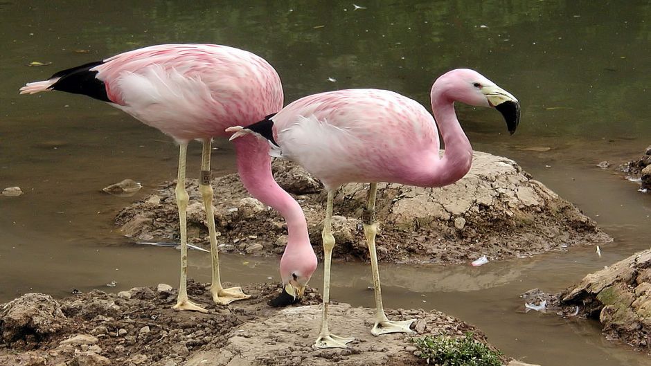 Phoenicoparrus andinus, Guia de Fauna. RutaChile.   - 