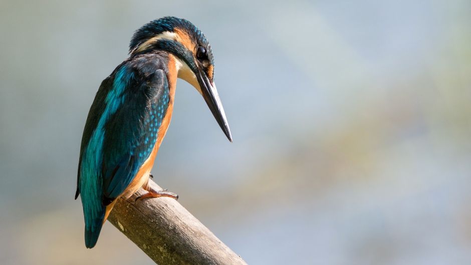 Megaceryle, Guia de Fauna. RutaChile.   - ECUADOR