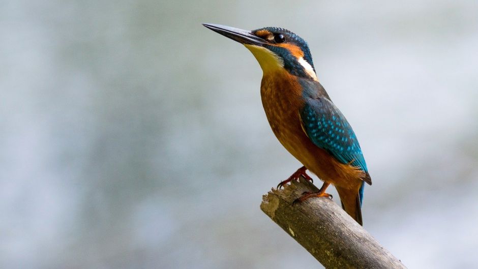 Megaceryle, Guia de Fauna. RutaChile.   - BRAZIL