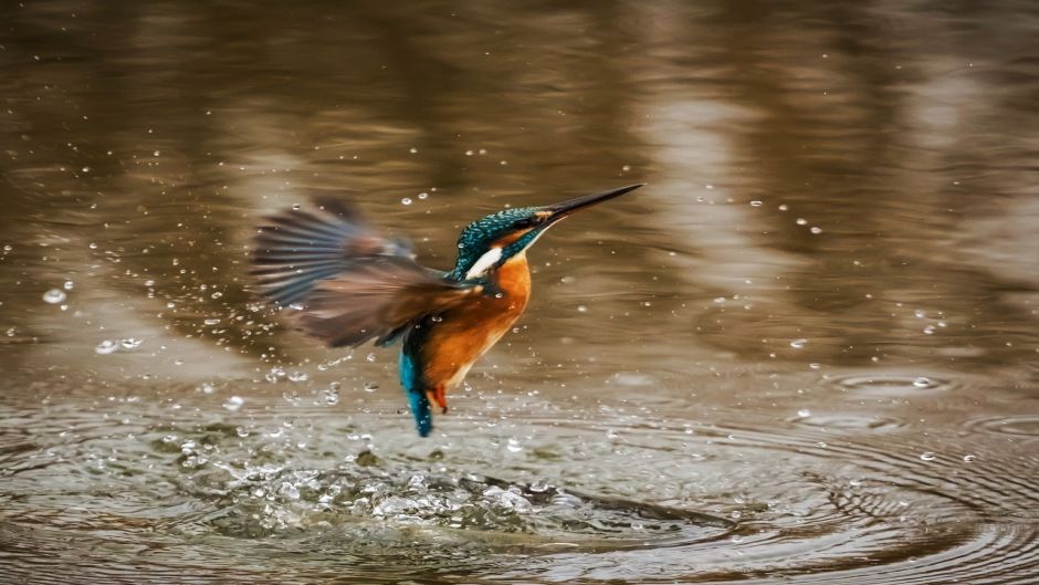 Megaceryle, Guia de Fauna. RutaChile.   - Guatemala