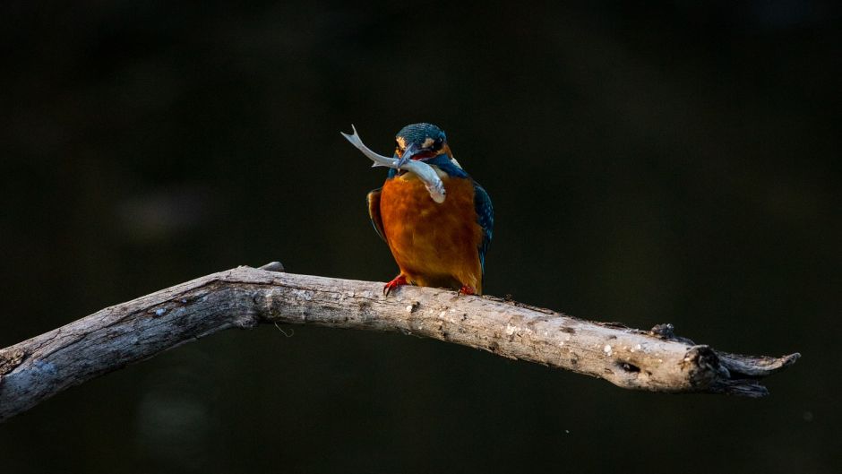 Megaceryle, Guia de Fauna. RutaChile.   - BRAZIL