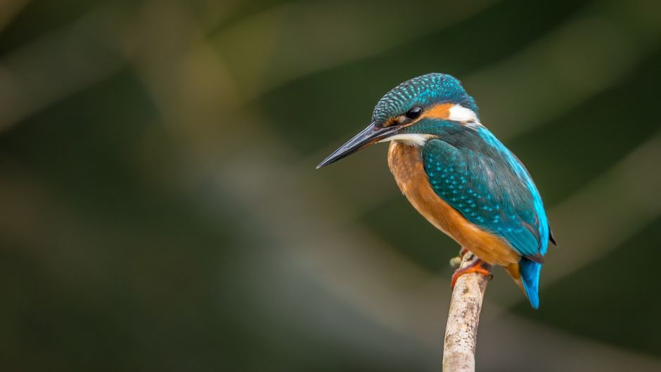 Megaceryle, Guia de Fauna. RutaChile.   - BRAZIL