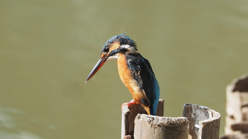 Megaceryle, Guia de Fauna. RutaChile.   - ECUADOR