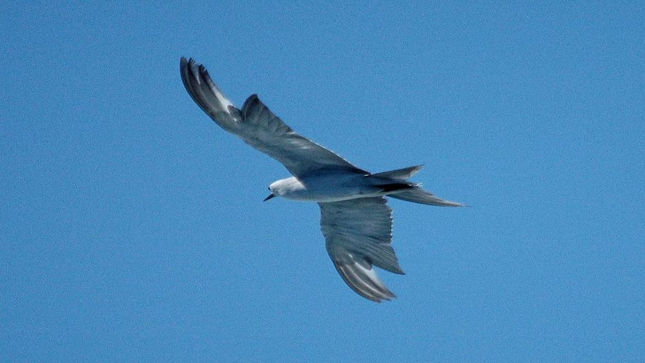 Grey Noddy, Guia de Fauna. RutaChile.   - 