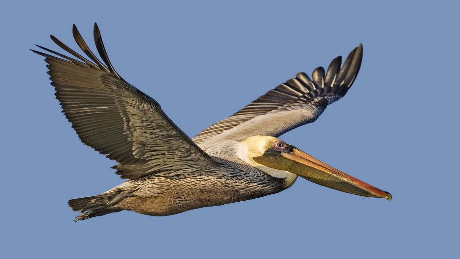 Brown Pelican.   - COSTA RICA