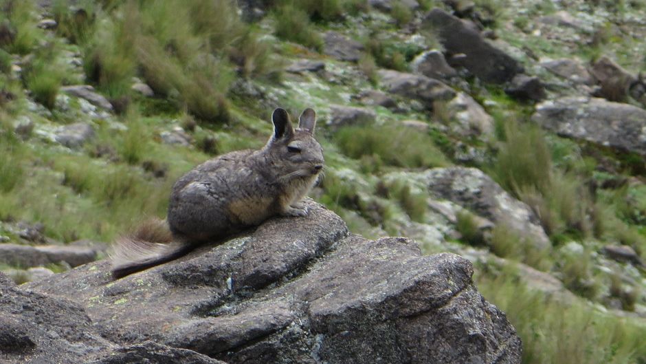 Northern Vizcacha.   - CHILE