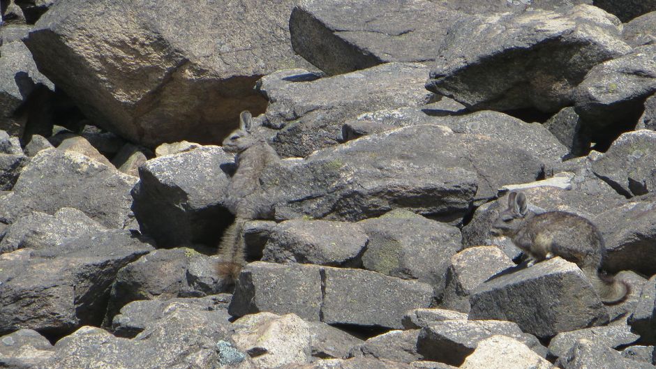 Northern Vizcacha.   - BOLIVIA