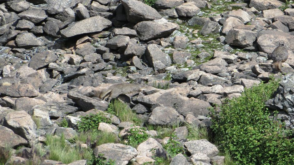 Northern Vizcacha.   - BOLIVIA