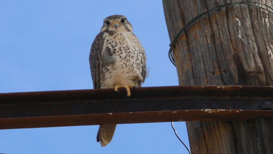 Mexican hawk.   - 