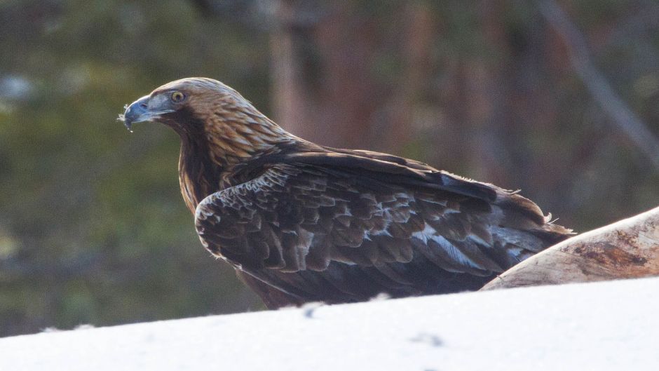 Royal Eagle.   - Switzerland