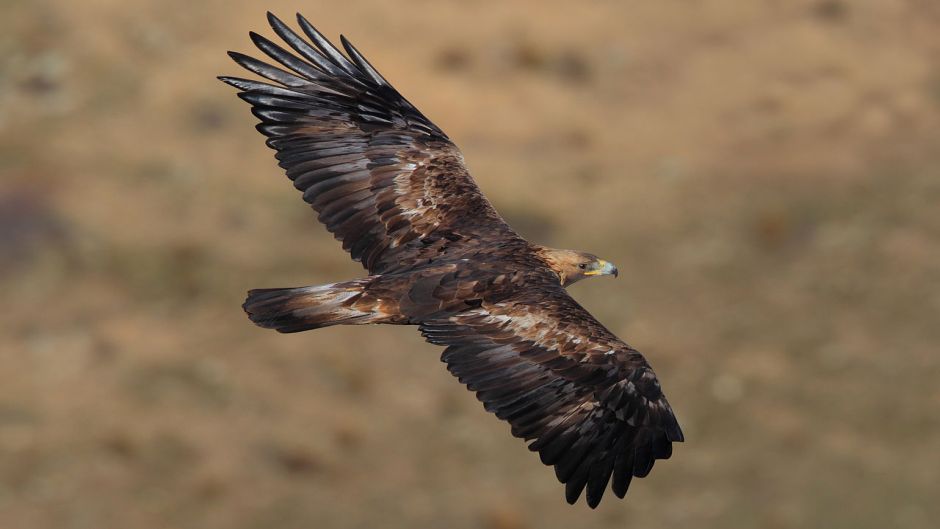 Royal Eagle.   - Ireland