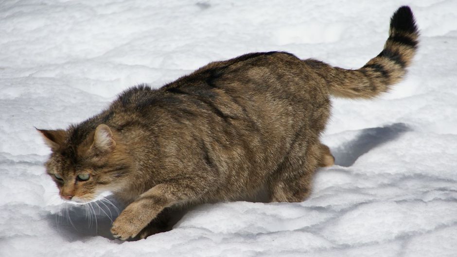 Wildcat.   - Slovenia