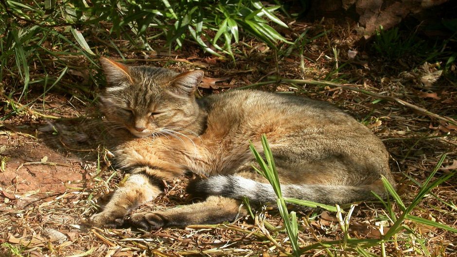 Wildcat.   - Slovenia