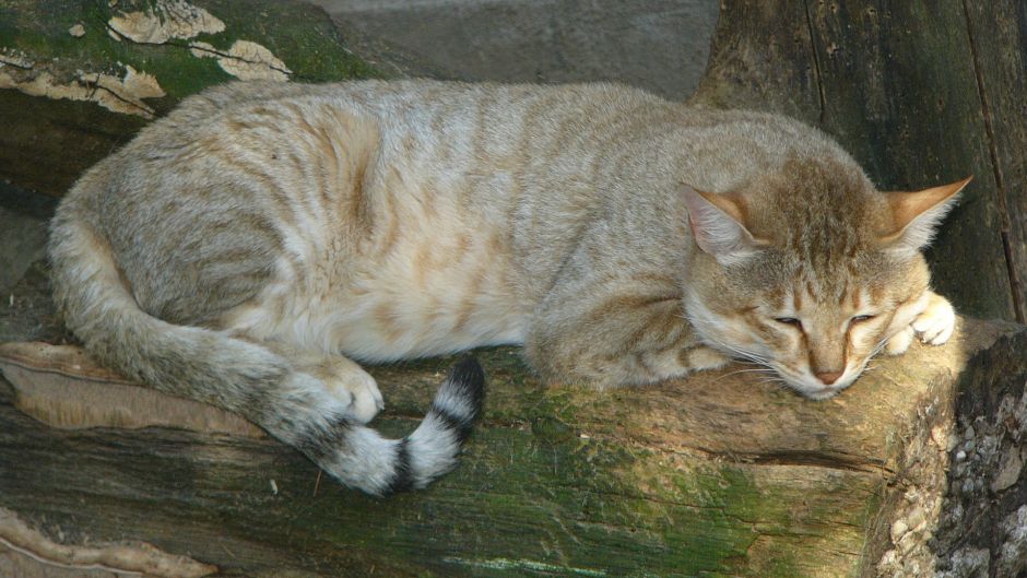 Wildcat.   - Slovenia