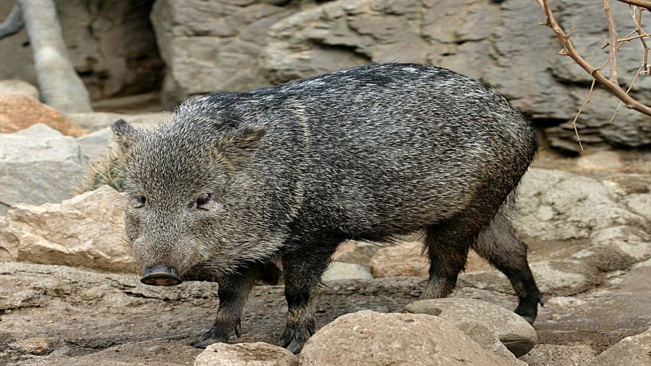 Collared Peccary.   - Paraguay