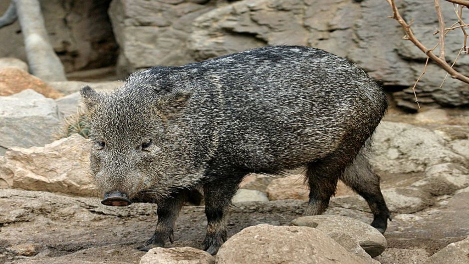 Collared Peccary.   - UNITED STATES