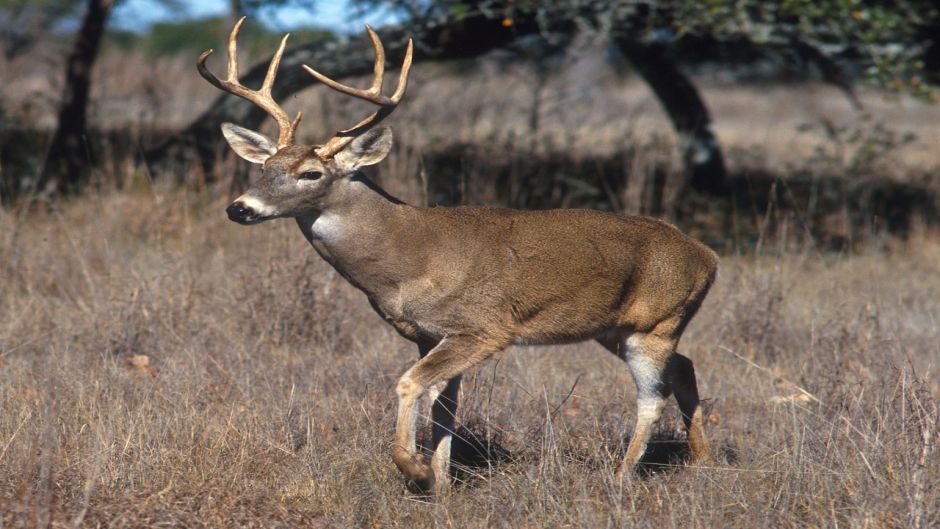 chamois.   - ARGENTINA