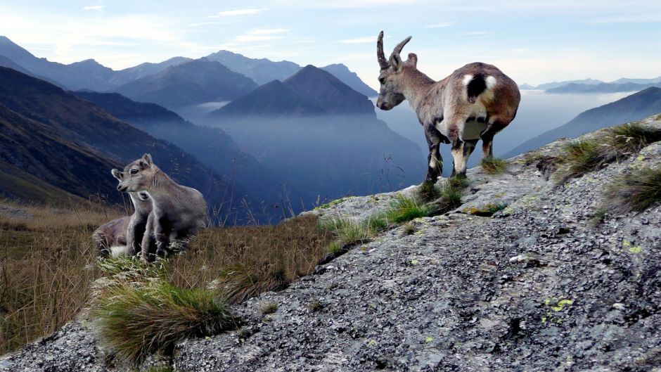 chamois.   - Greece