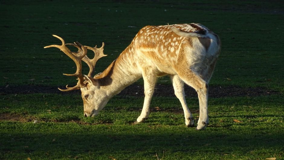 chamois.   - CZECH REPUBLIC