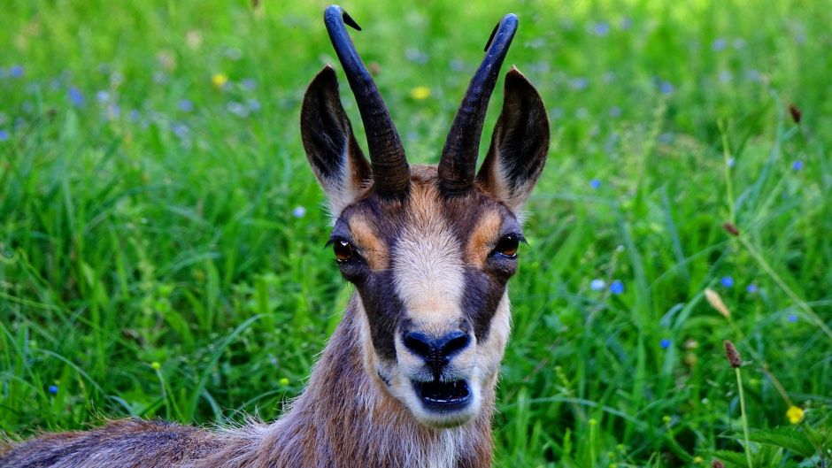 chamois.   - RUSSIA