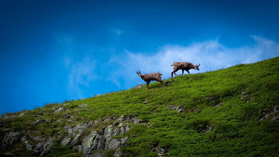 chamois.   - RUSSIA