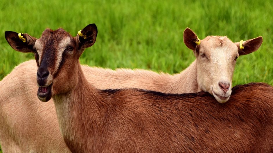 Goat.   - BELGIUM