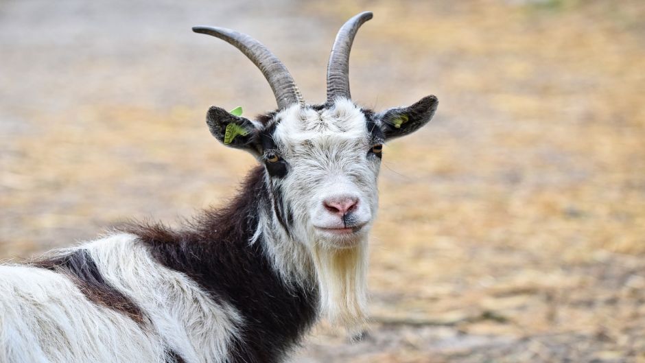 Goat.   - ECUADOR