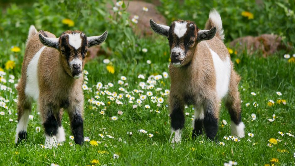 Goat.   - Algeria