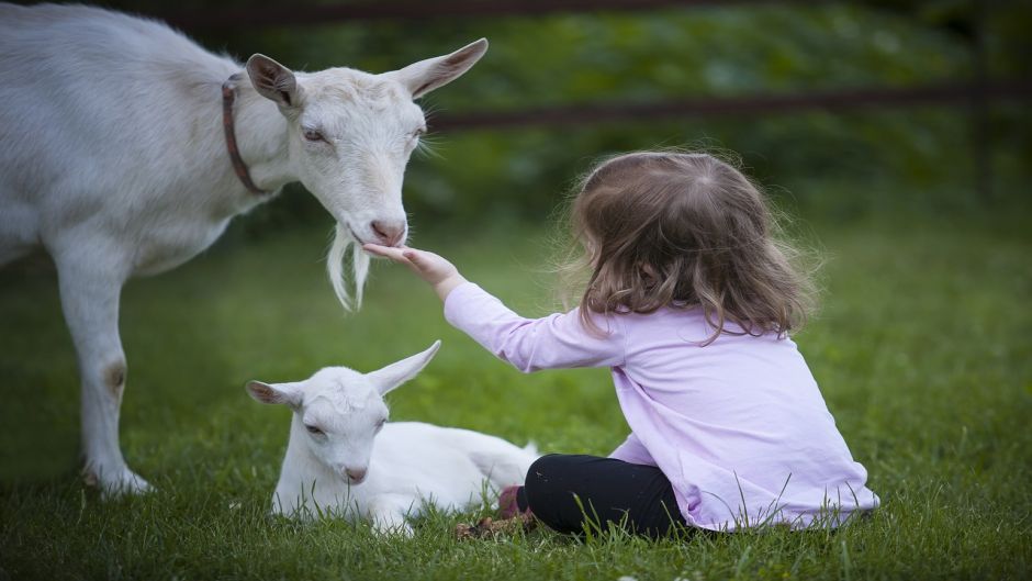 Goat.   - BELGIUM