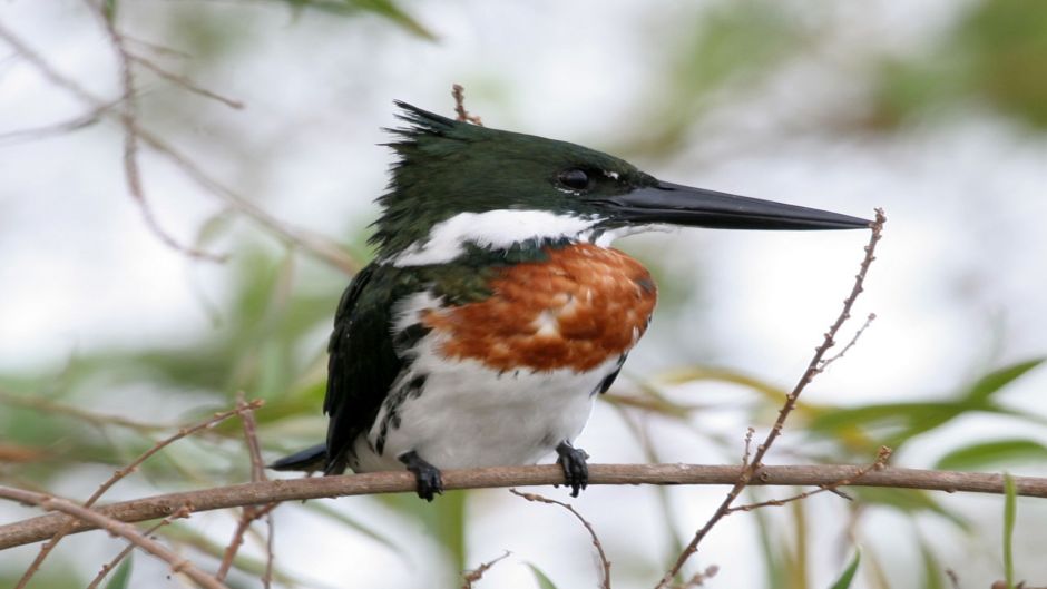 amazonian kingfisher.   - Nicaragua