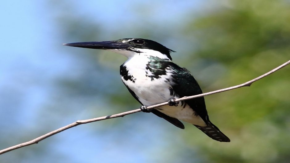 amazonian kingfisher.   - 