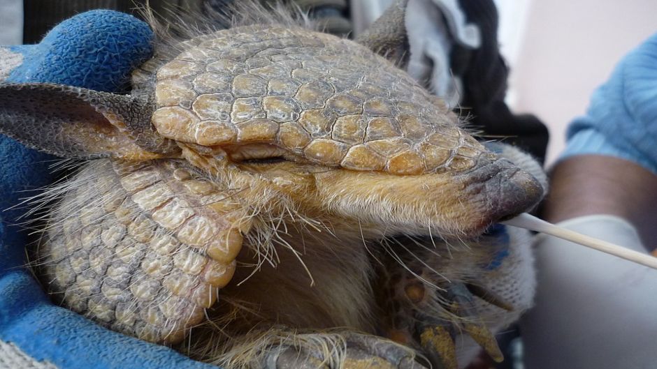 Screaming Hairy Armadillo.   - BOLIVIA