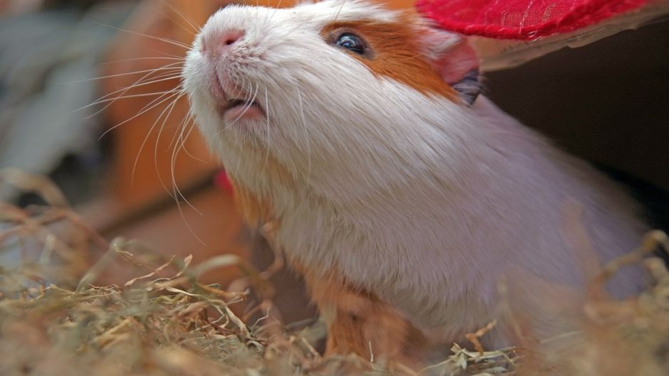 Guinea Pig.   - CHILE