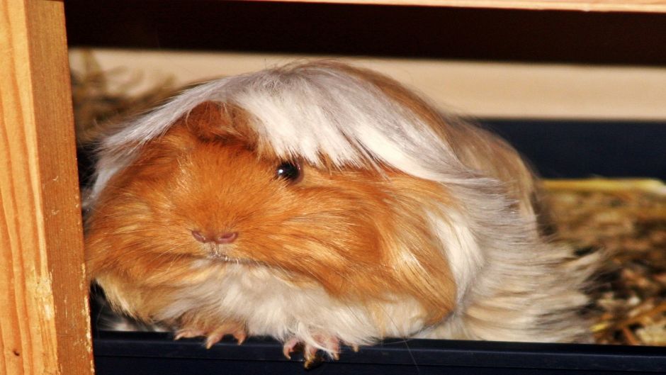 Guinea Pig.   - 