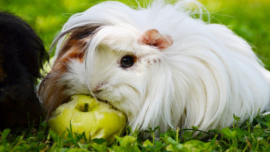 Guinea Pig.   - 