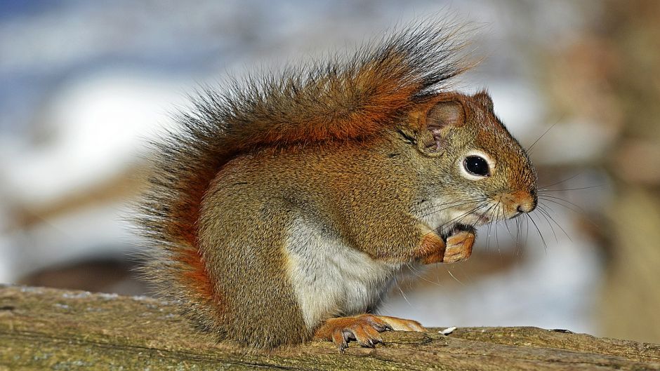 Red Squirrel.   - Paraguay