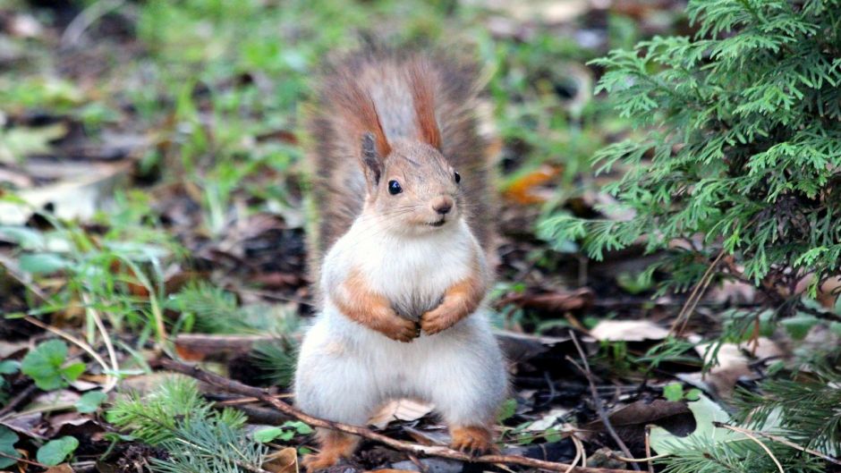 Red Squirrel.   - 