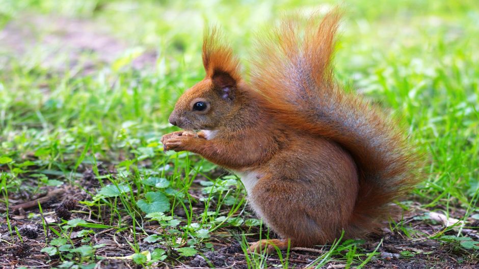 Red Squirrel.   - 