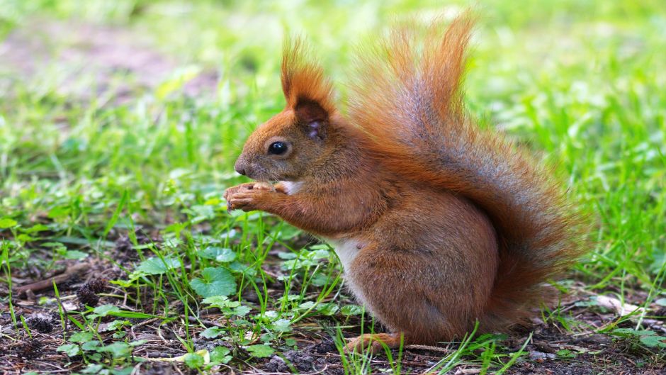 Red Squirrel.   - Paraguay