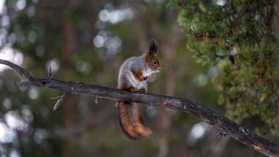 Red Squirrel.   - 