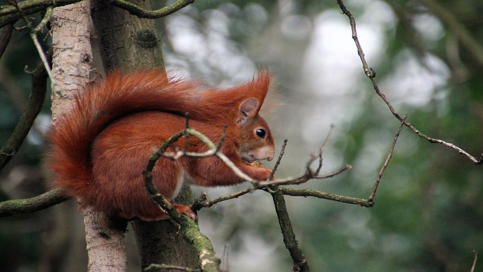 Red Squirrel.   - 