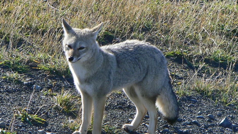 What is the natural habitat of pampas fox